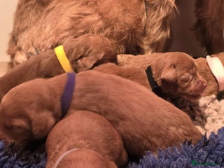 Irish Doodle dogs Stunning mahogany red multigen Irish doodles - Advert 4