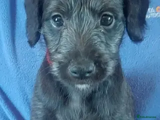 Mixed Breed dogs Stunning F1 Bedlington/whippet puppies - Advert 4