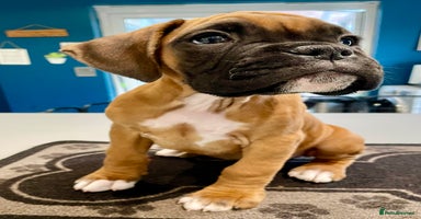 Boxer dogs - Advert 6