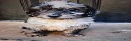 Mixed Breed dogs for sale: Patterpoos - Advert 16
