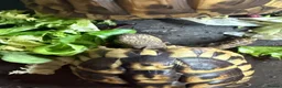 Hermann Tortoise reptiles for sale: Herman’s tortoise - Advert 2