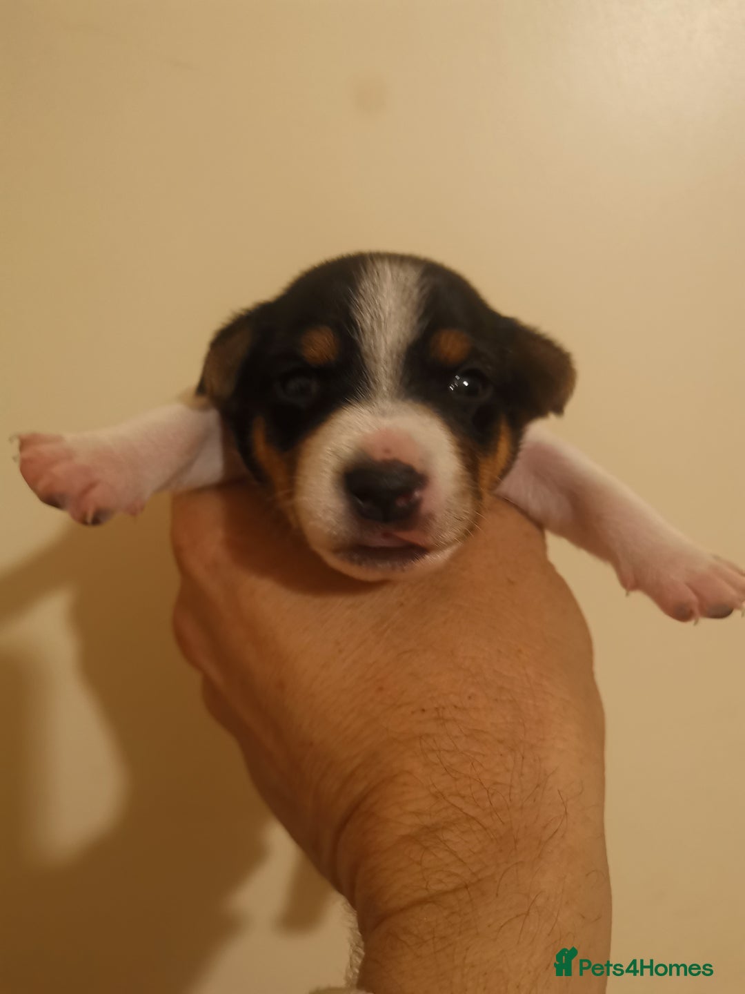 Jack Russell dogs for sale: Beautiful tricoloured jack Russell pups for sale - Advert 11