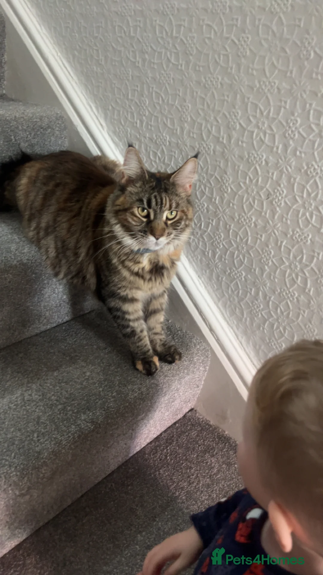 Maine Coon cats for sale: Female Maine coone  - Advert 1