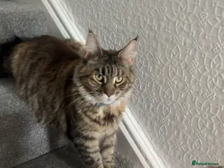 Maine Coon cats Female Maine coone - Advert 1