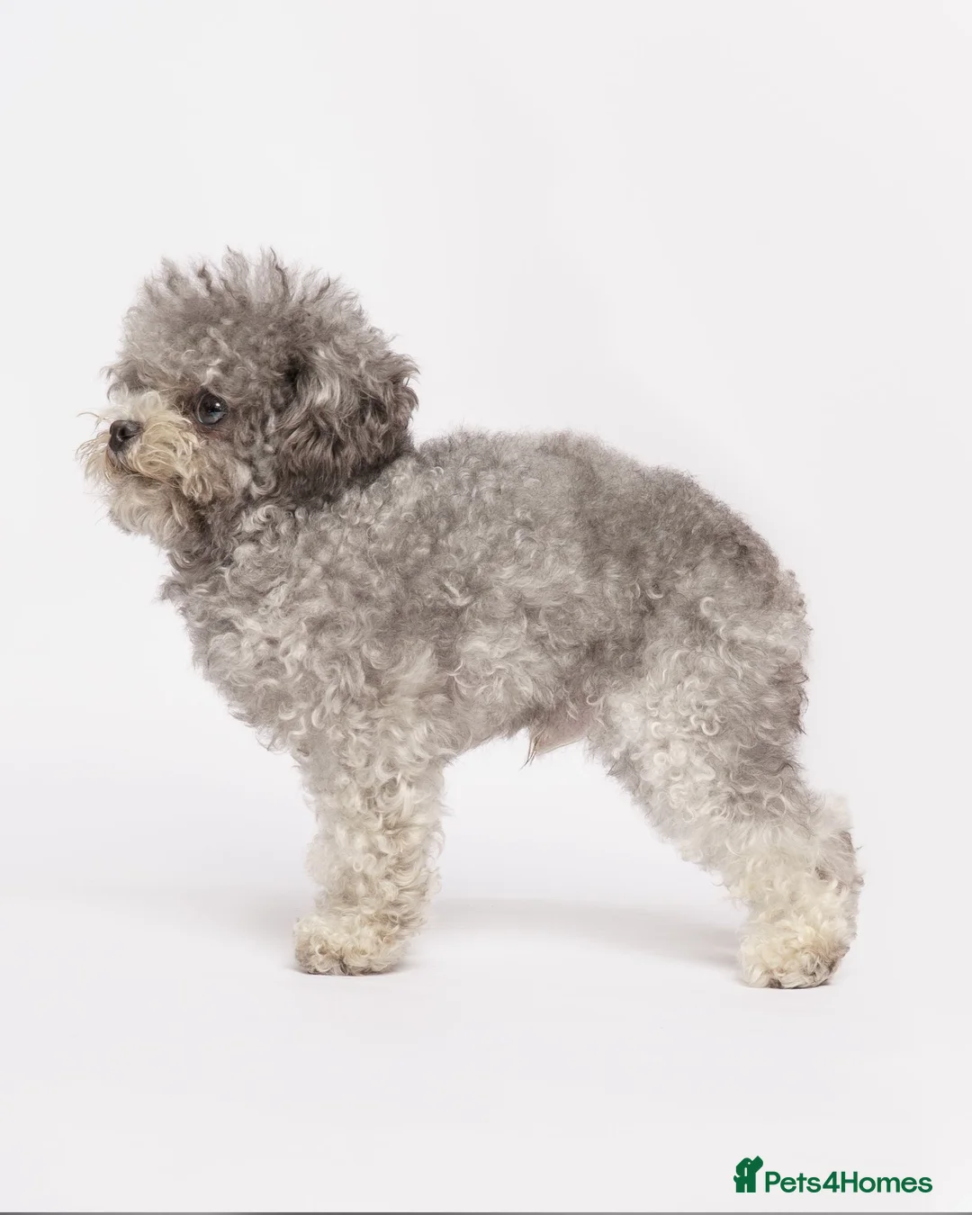 Toy Poodle dogs for stud: Smallest Silver Asian Micro Poodle In UK in Stevenage - Advert 2