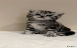Scottish Fold cats for sale: Duke ( silver tabby Scottish straight)  - Advert 5