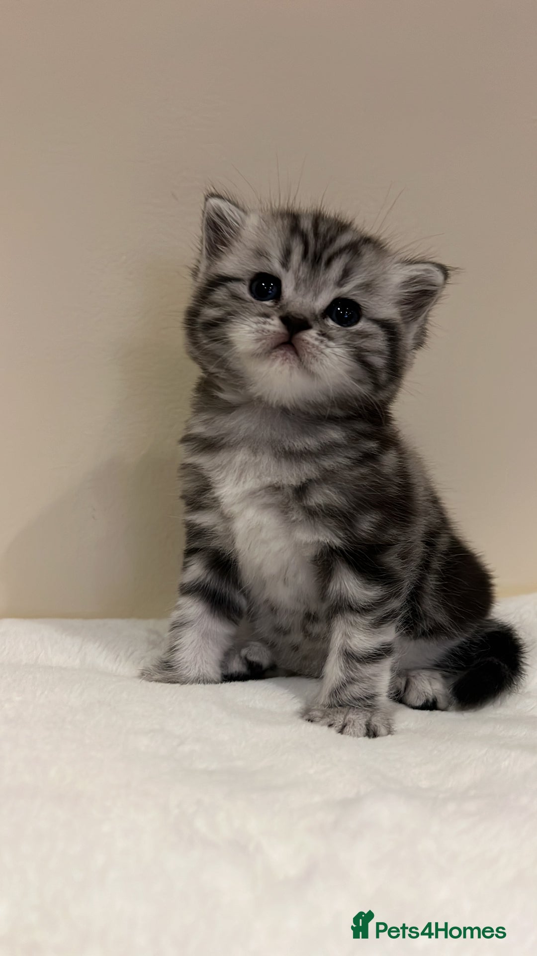 Scottish Fold cats for sale: Duke ( silver tabby Scottish straight)  - Advert 5