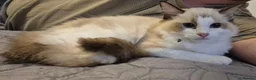 Ragdoll cats for sale: 7 Ragdoll kittens for sale - Advert 6