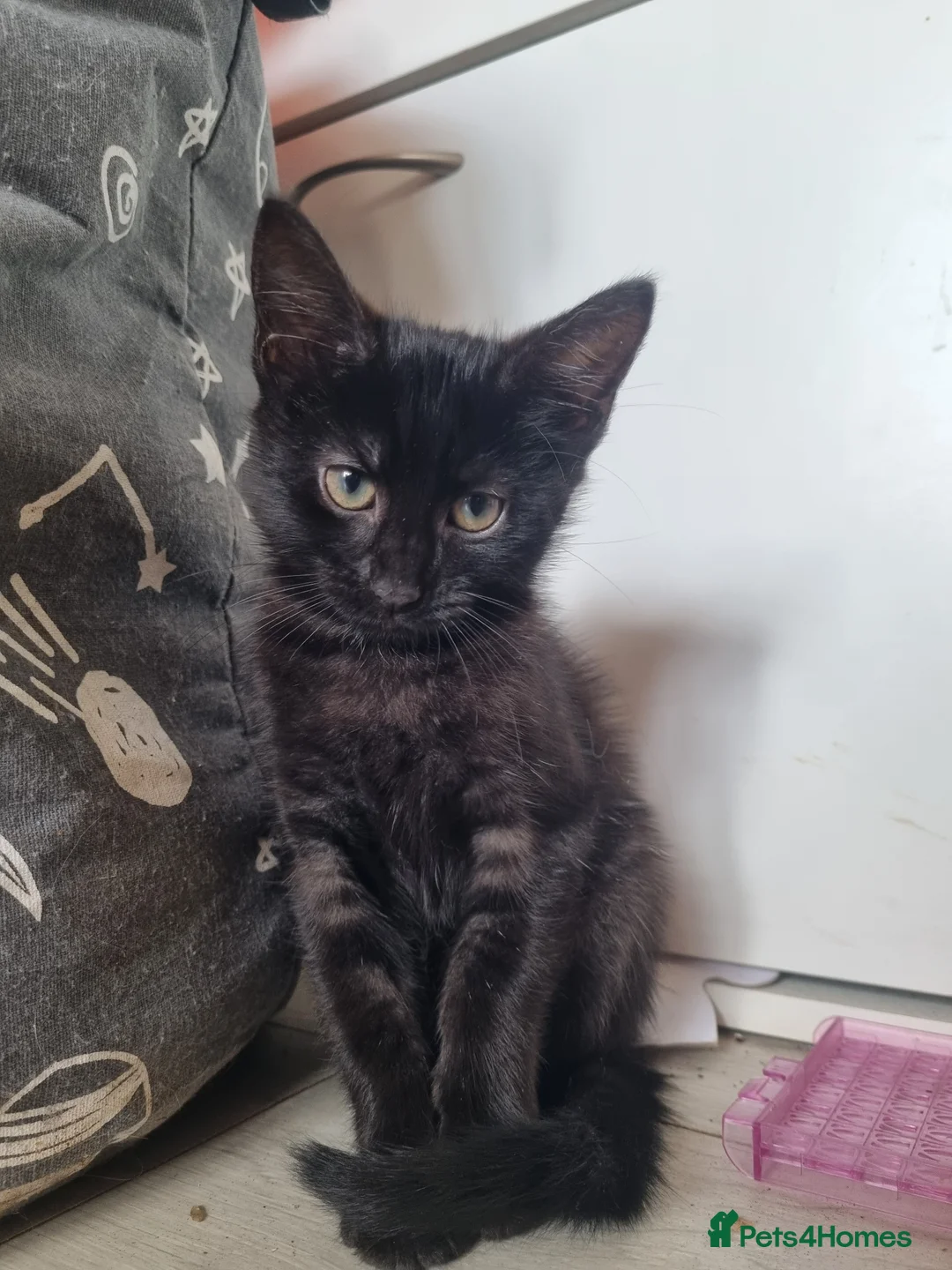 Maine Coon cats for sale: 3 adorable Maine coon girls  - Advert 4