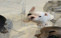 French Bulldog dogs for sale: Beautiful Boy Frenchie Puppy - Image 15