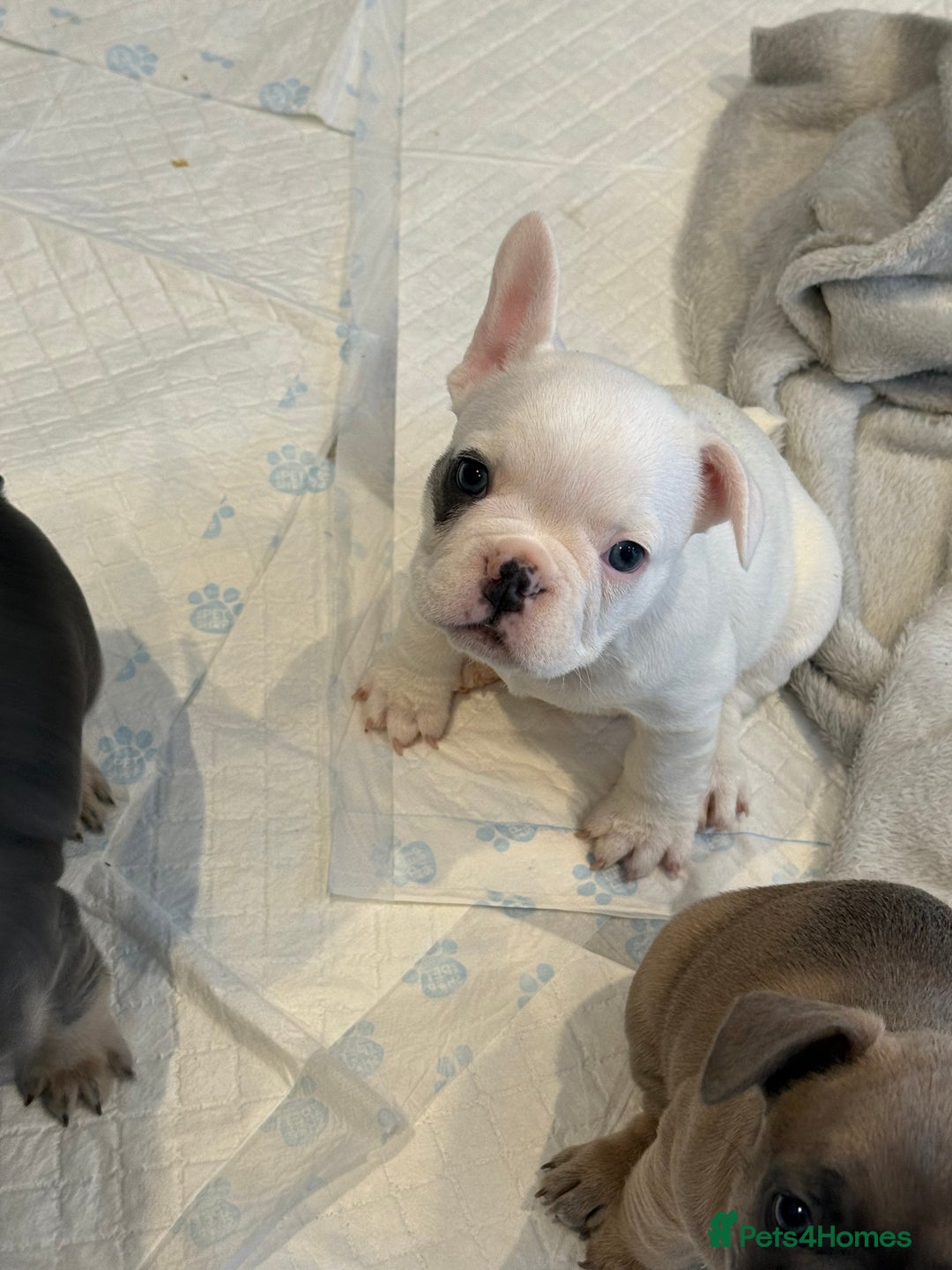 French Bulldog dogs for sale: Beautiful Boy Frenchie Puppy - Image 15