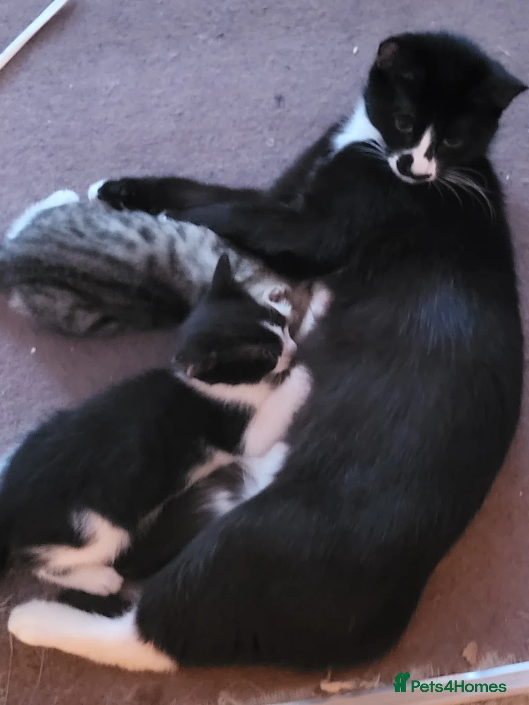 Mixed Breed cats for sale: Beautiful friendly kittens for sale SW18 in London - Advert 2