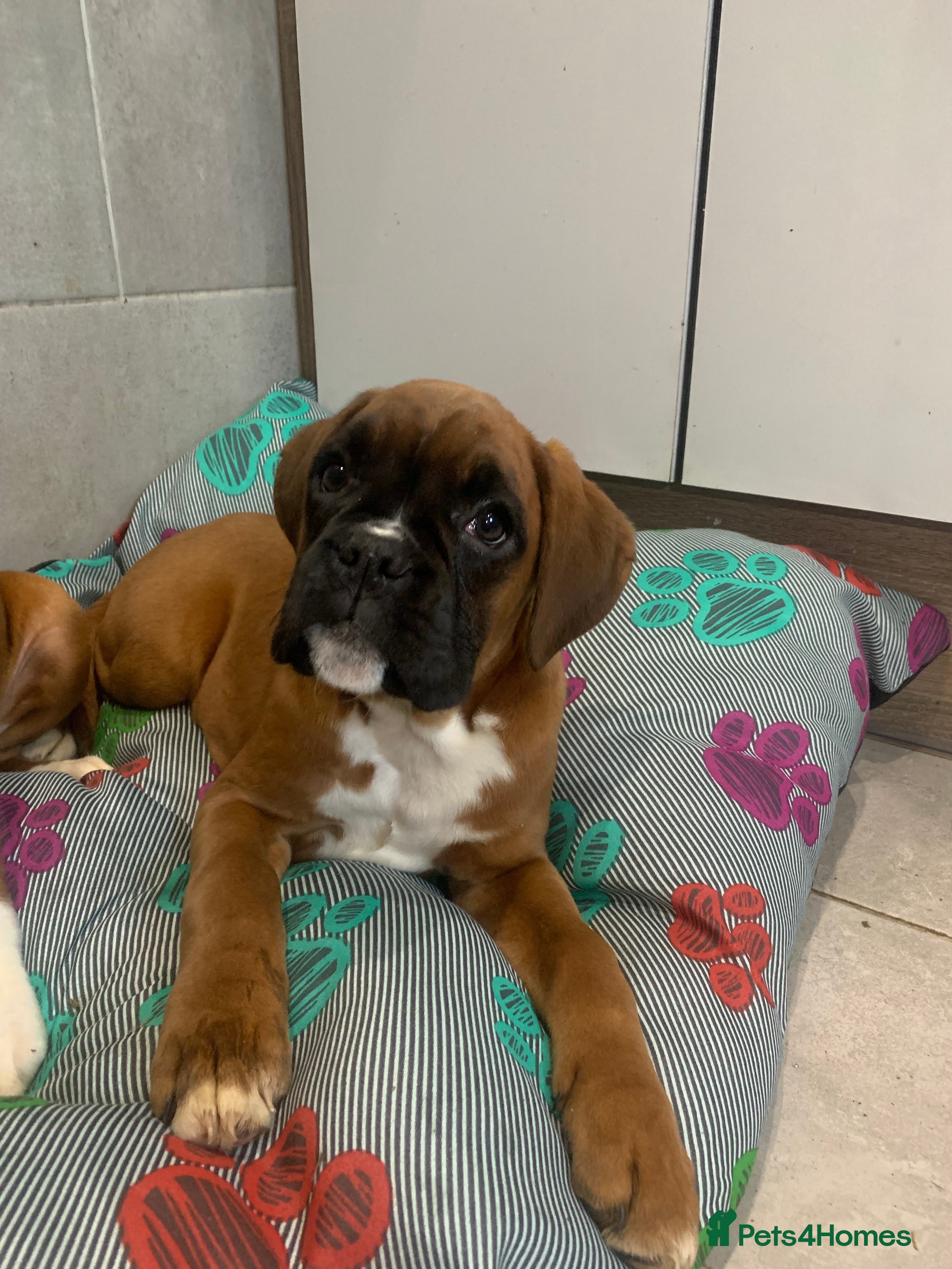 Boxer dogs Beautiful boxer pups - Advert 9