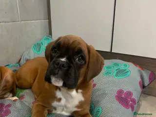 Boxer dogs Beautiful boxer pups - Advert 9