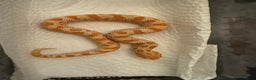 Snake reptiles for sale: Hognose babies  - Advert 2