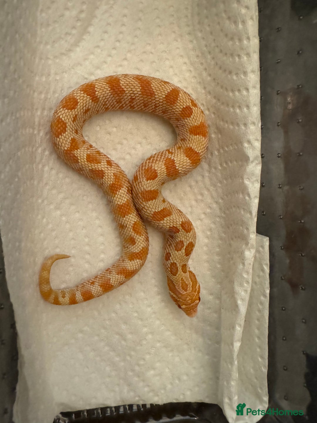 Snake reptiles for sale: Hognose babies  - Advert 2