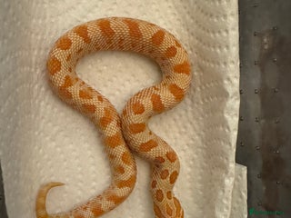 Snake reptiles Hognose babies - Advert 1