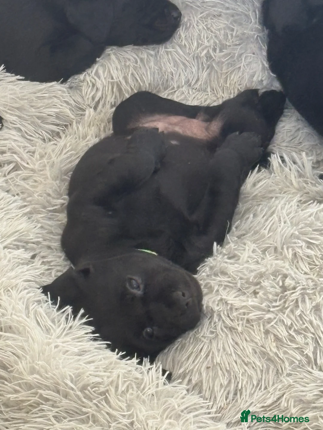 Labrador Retriever dogs for sale: 2 female black labs for sale  in Spalding - Advert 3