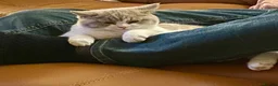 British Shorthair cats for sale: Active British Shorthair Lilac & White Female - Advert 2