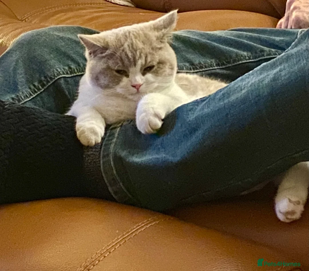 British Shorthair cats for sale: Active British Shorthair Lilac & White Female - Advert 2