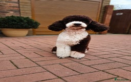 Australian Labradoodle dogs for stud: FULLY HEALTH TESTED! POODLE STUD DOG! in Kettering - Image 10