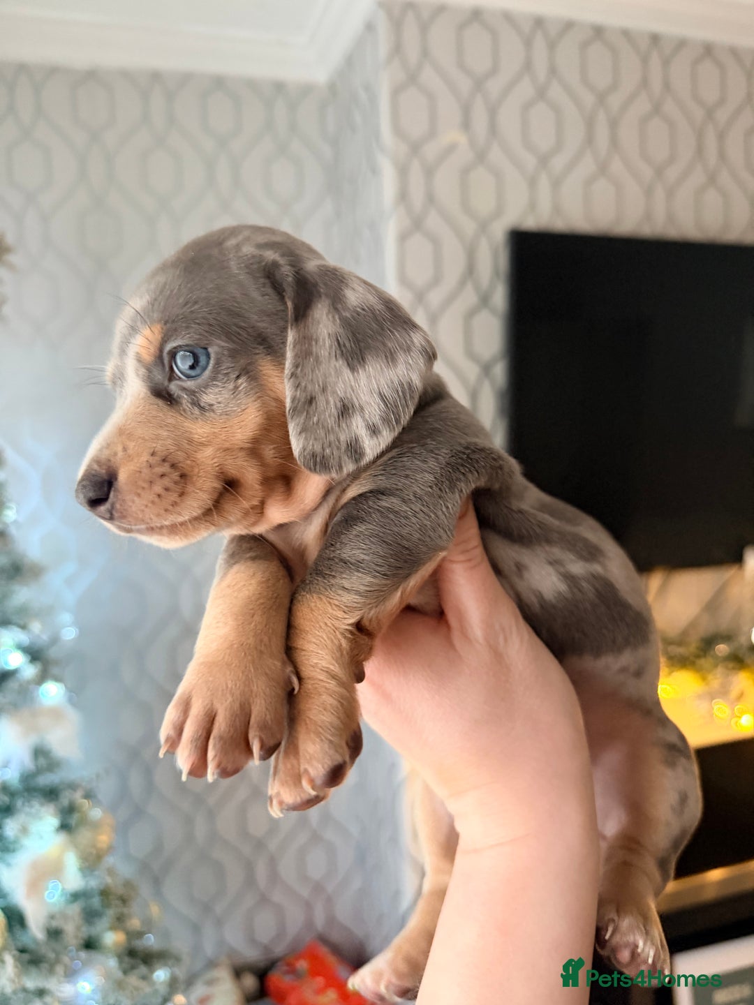 Dachshund dogs for sale: Family dogs first puppies - stunning Dachshunds  - Advert 29