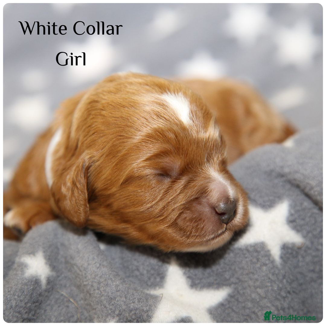 Cockapoo dogs for sale: Gorgeous Fox Red Cockapoo Puppies avail 15/12/25 - Image 23