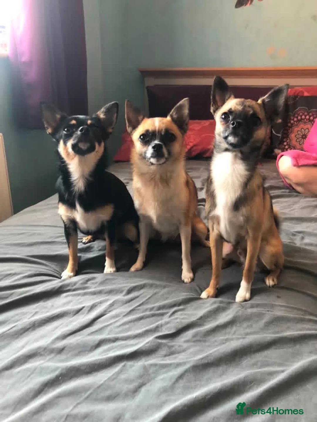 Pomchi dogs for stud: DISCOUNTED TILL PROVEN! in Clacton-on-Sea - Advert 8