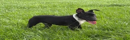 English Bull Terrier dogs for sale: English Bull Terrier  - Advert 8