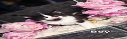 Mixed Breed cats for sale: 5 Beautiful Kittens Looking for Forever Homes - Advert 1