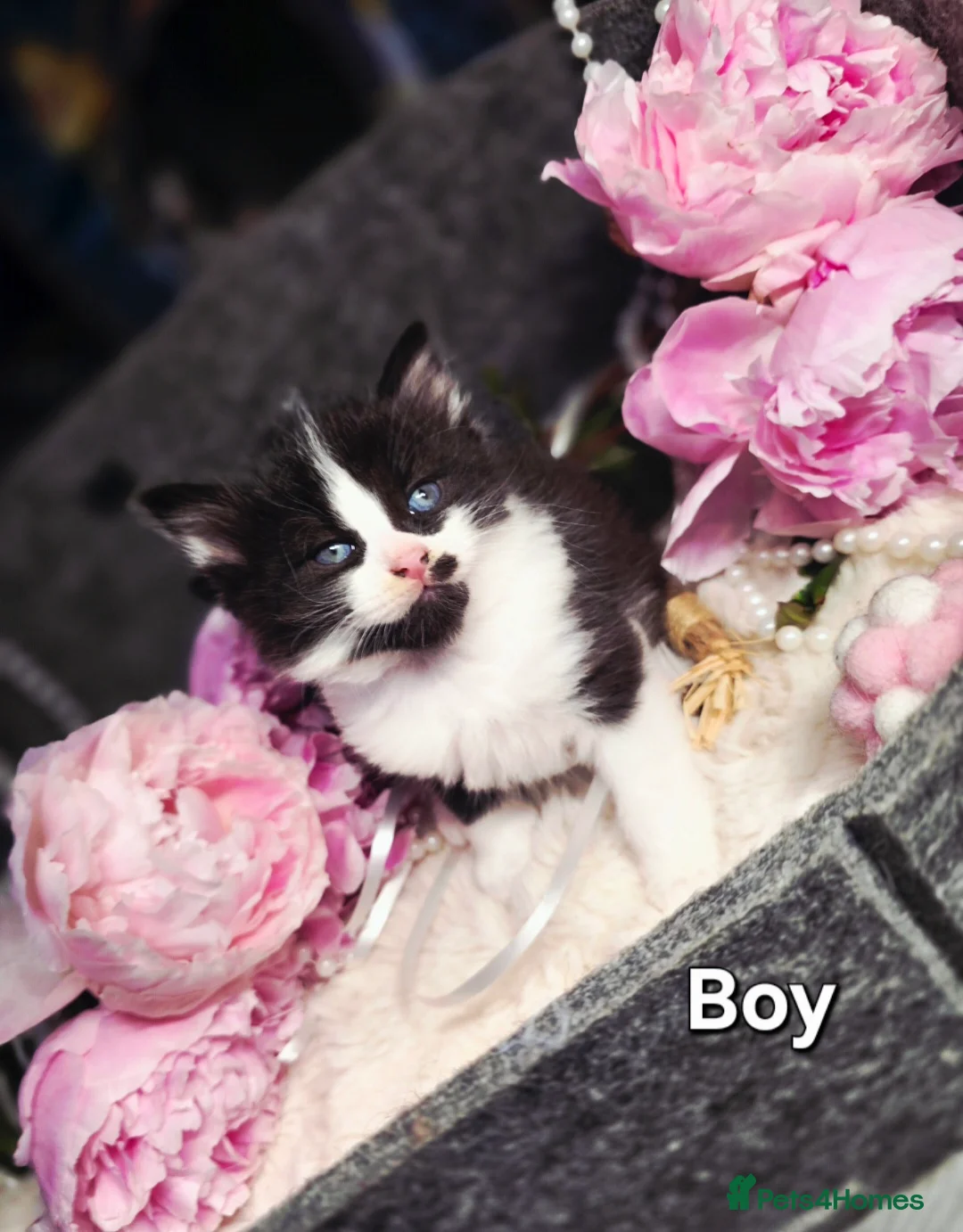 Mixed Breed cats for sale: 5 Beautiful Kittens Looking for Forever Homes - Advert 1