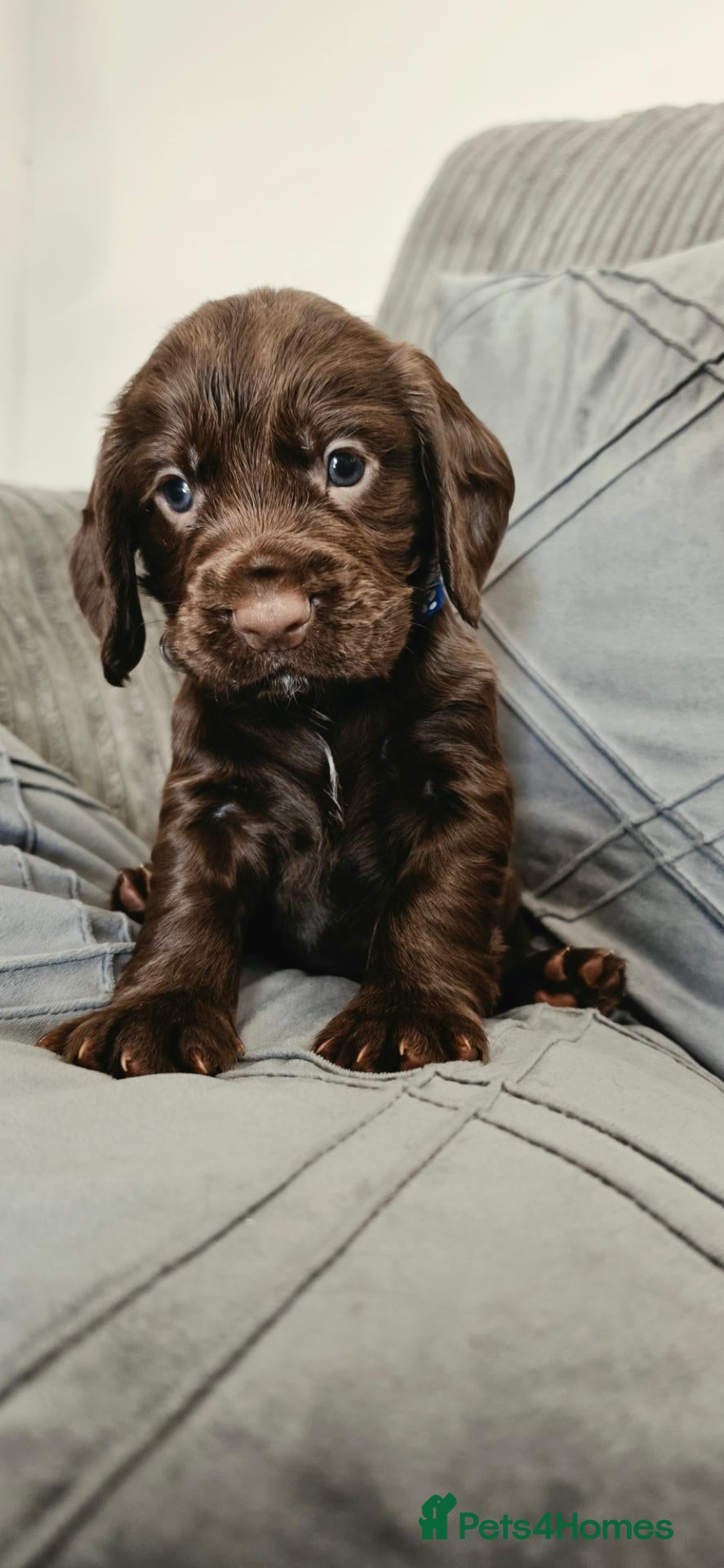 Cocker Spaniel dogs   KC REG Working Chocolate spaniels babies - Advert 3