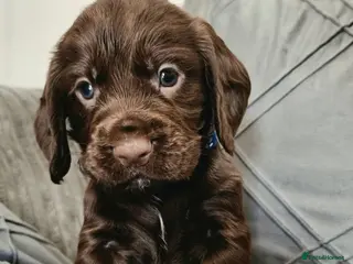 Cocker Spaniel dogs KC REG Working Chocolate spaniels babies - Advert 3