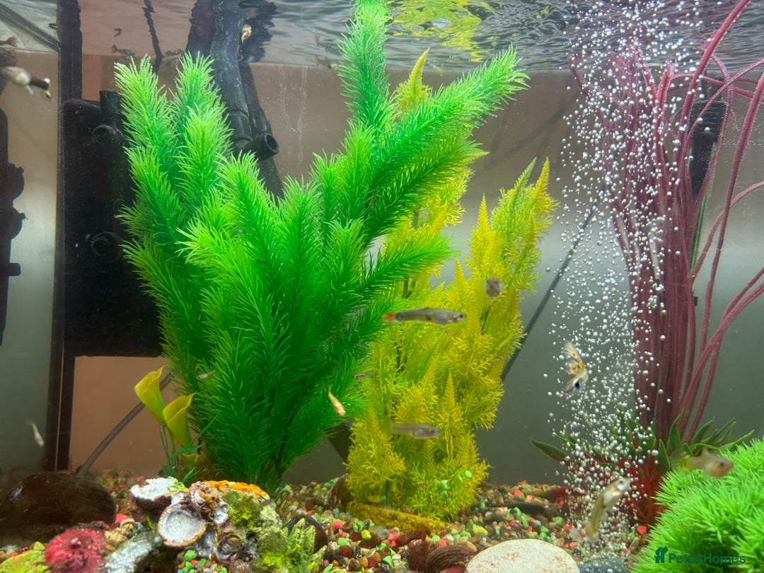 Mollies fish for sale: Tropical Fish Tank 160 litters - Advert 2