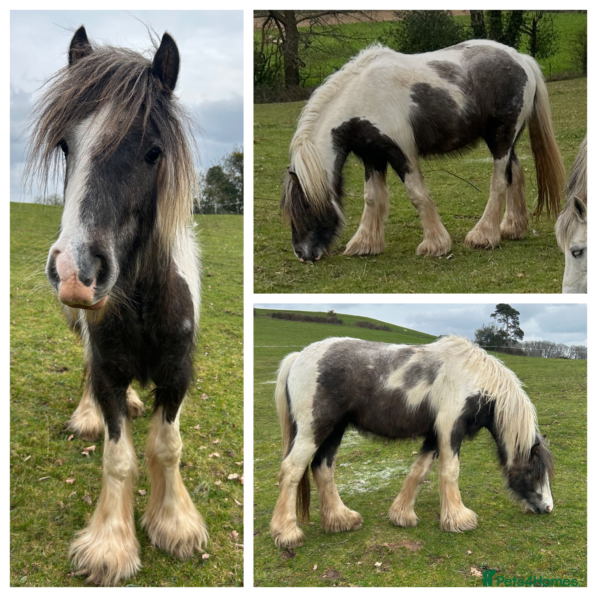 Irish Cob horses Beautiful Cob Filly  - Advert 2