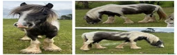 Irish Cob horses for sale: Beautiful Cob Filly  in Bromsgrove - Advert 1