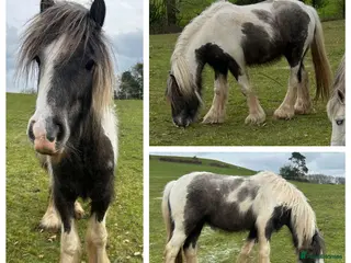 Irish Cob horses Beautiful Cob Filly - Advert 2