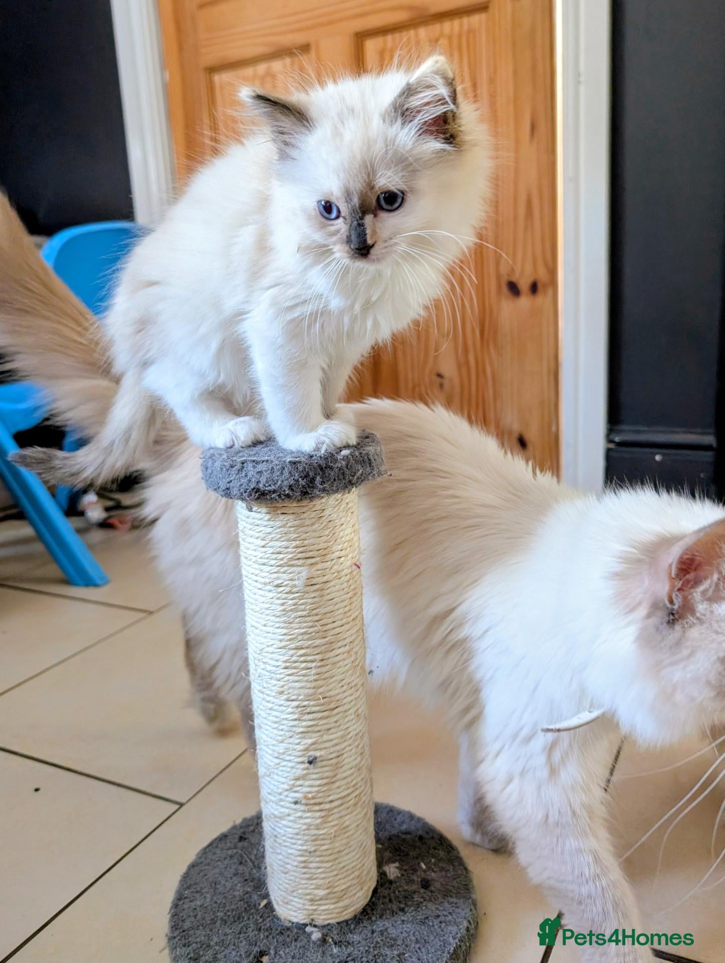 Ragdoll cats GCCF kittens grand champion sire - Advert 2