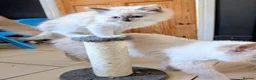 Ragdoll cats for sale: Ready for New Homes. Tortie and tabby ragdolls - Advert 10
