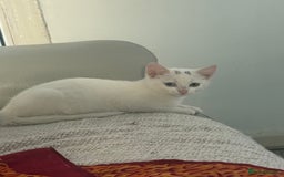 Mixed Breed cats for sale: Kittens - Image 5