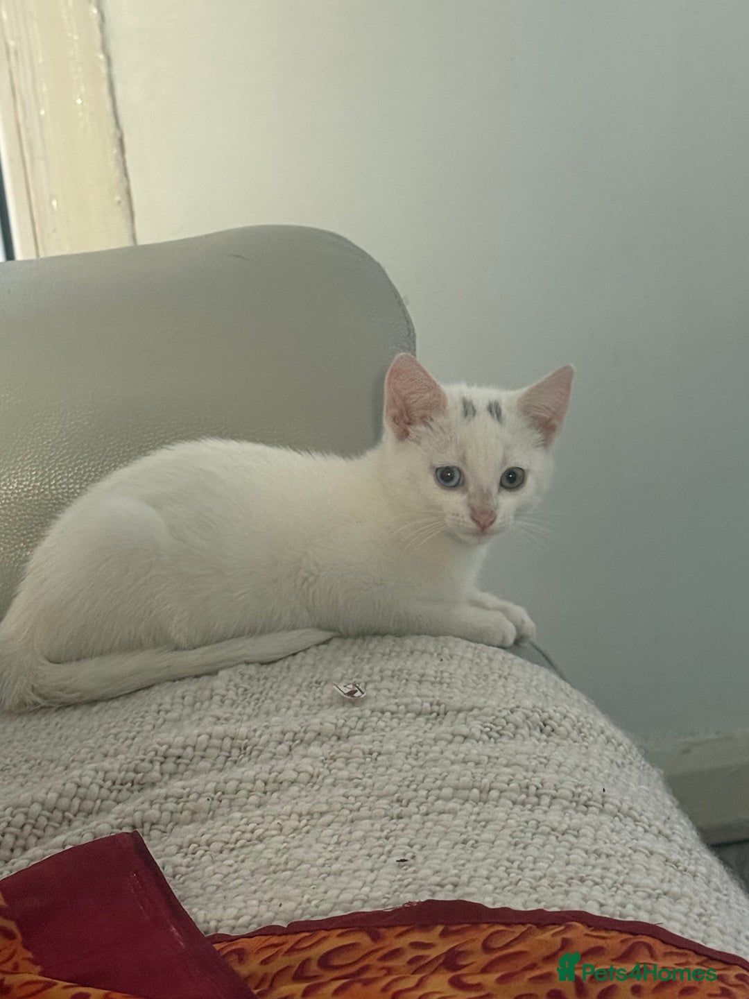Mixed Breed cats for sale: Kittens - Image 5
