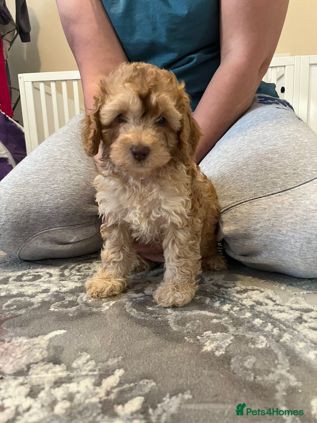 Cockapoo dogs for sale: Stunning F2 cockapoo puppies available 😍  - Image 1