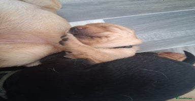 Labrador Retriever dogs - Advert 12