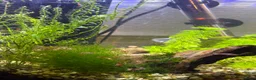 Shrimps fish for sale: Cherry Shrimp for sale  - Advert 2