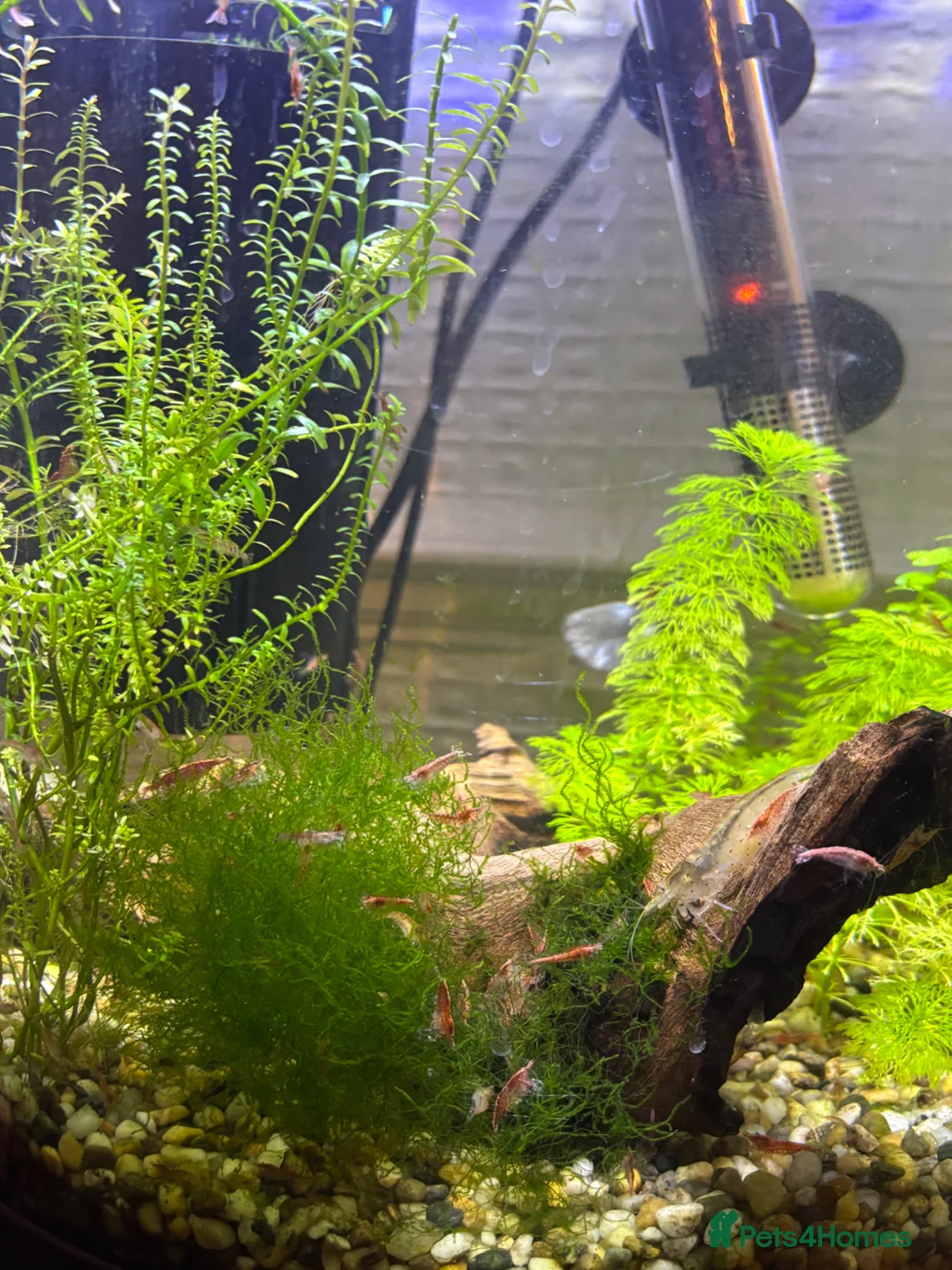 Shrimps fish for sale: Cherry Shrimp for sale  - Advert 2