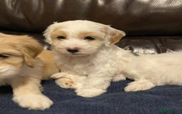 Cockapoo dogs for sale: Beautiful cockapoo puppy’s  - Image 22