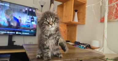 Maine Coon cats - Advert 13