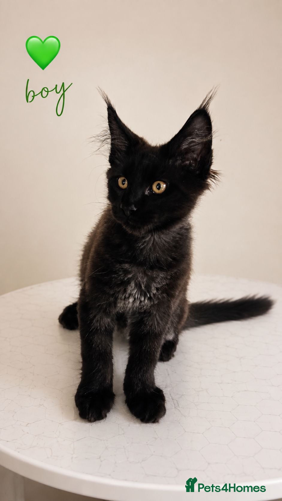 Maine Coon cats ❤️ Little Gentle Giants 🐾 - Advert 1