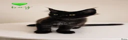 Maine Coon cats for sale: ❤️ Little Gentle Giants 🐾 - Advert 1