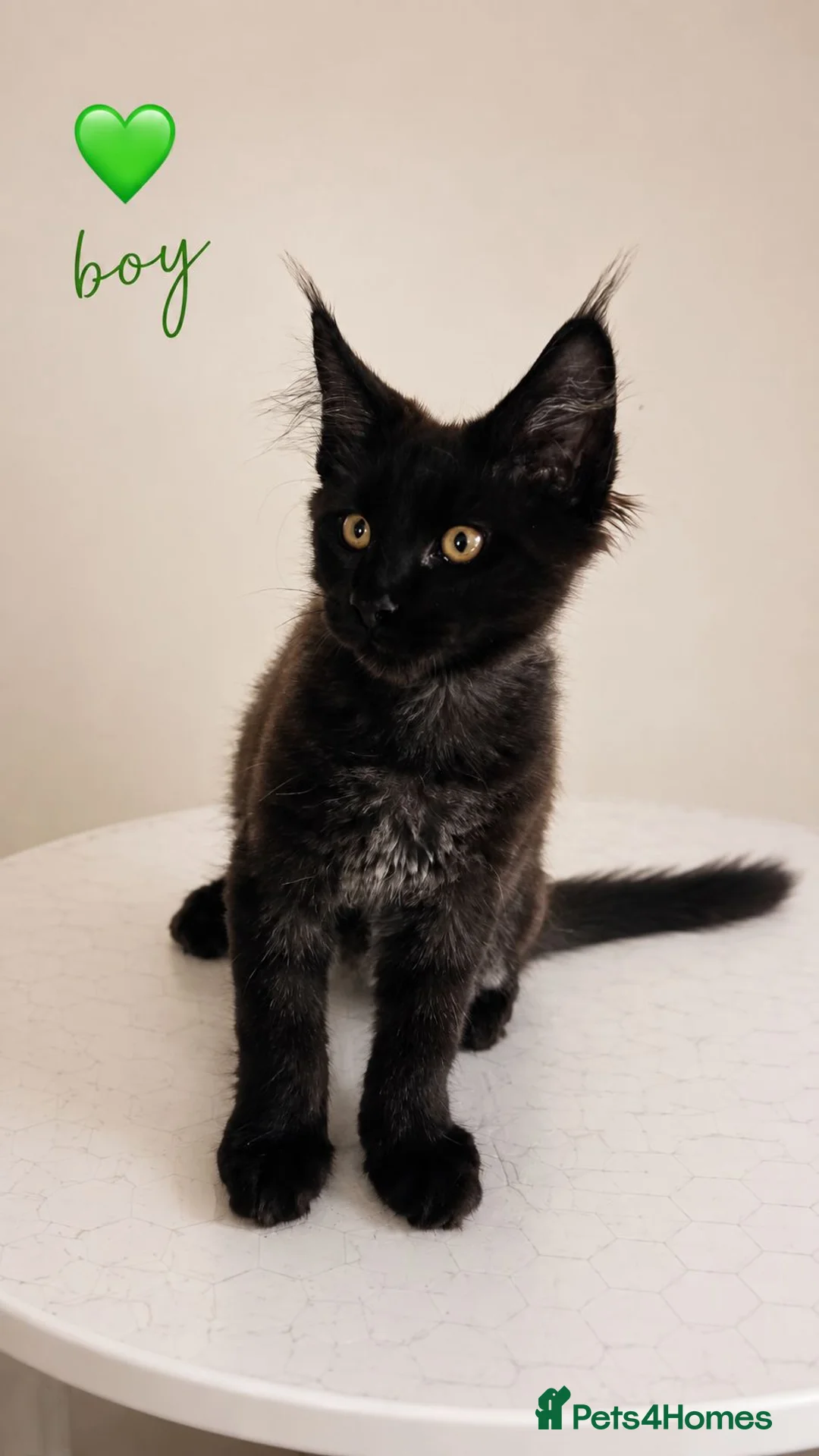 Maine Coon cats for sale: ❤️ Little Gentle Giants 🐾 - Advert 1